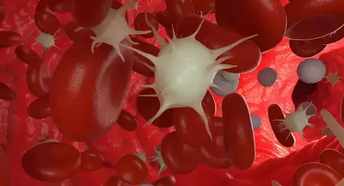 Blood flow Animated