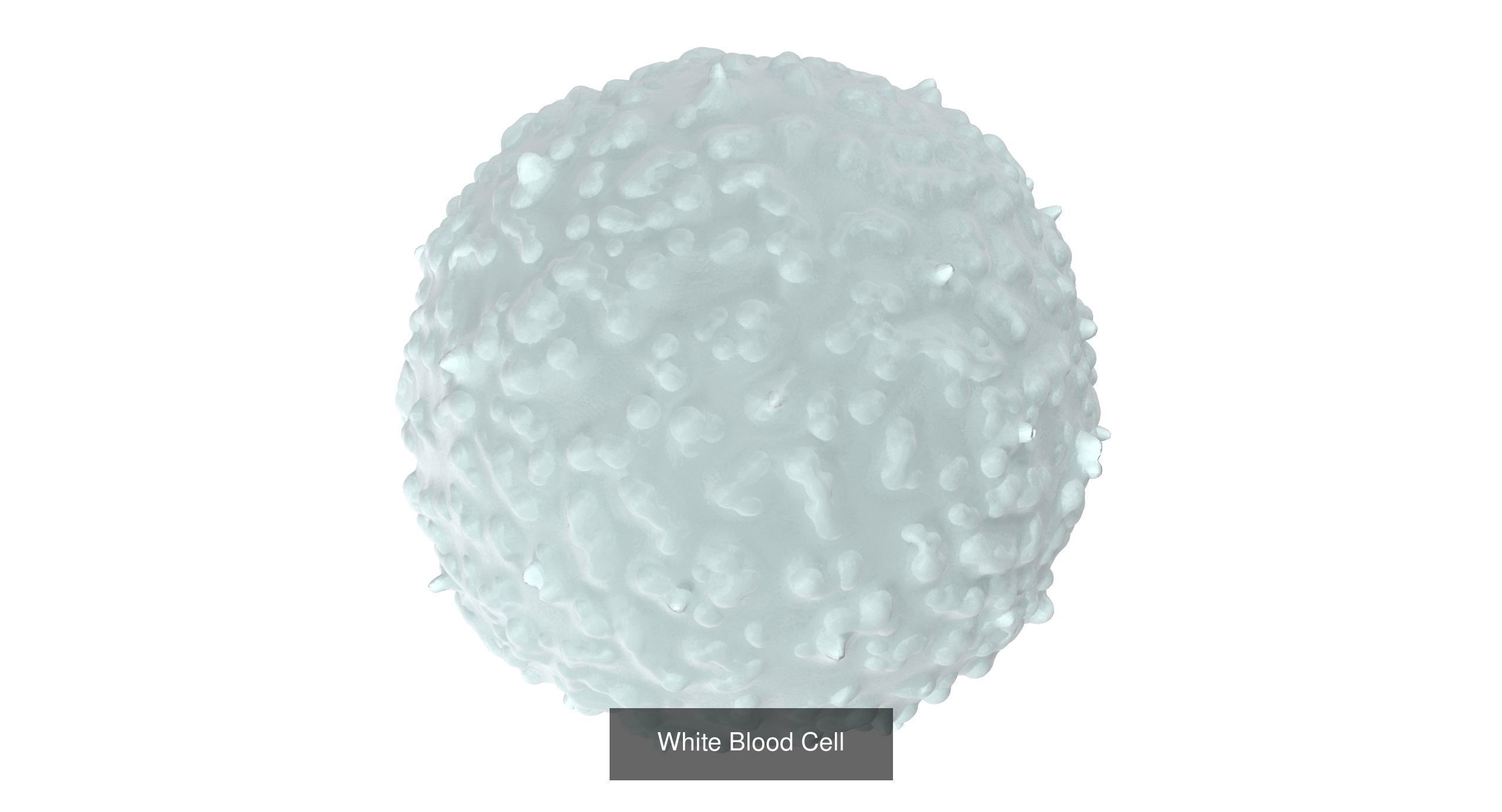 Blood Cells Collection _6