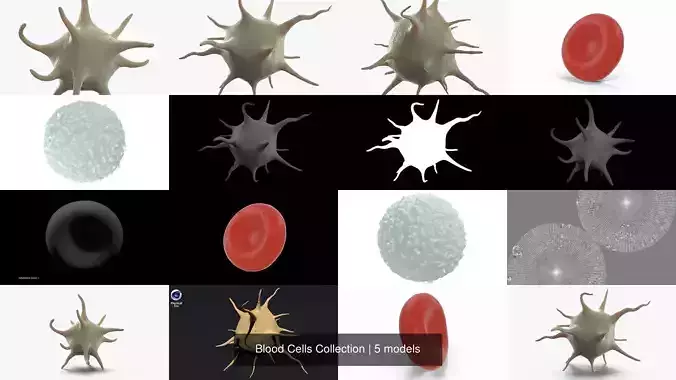 Blood Cells Collection