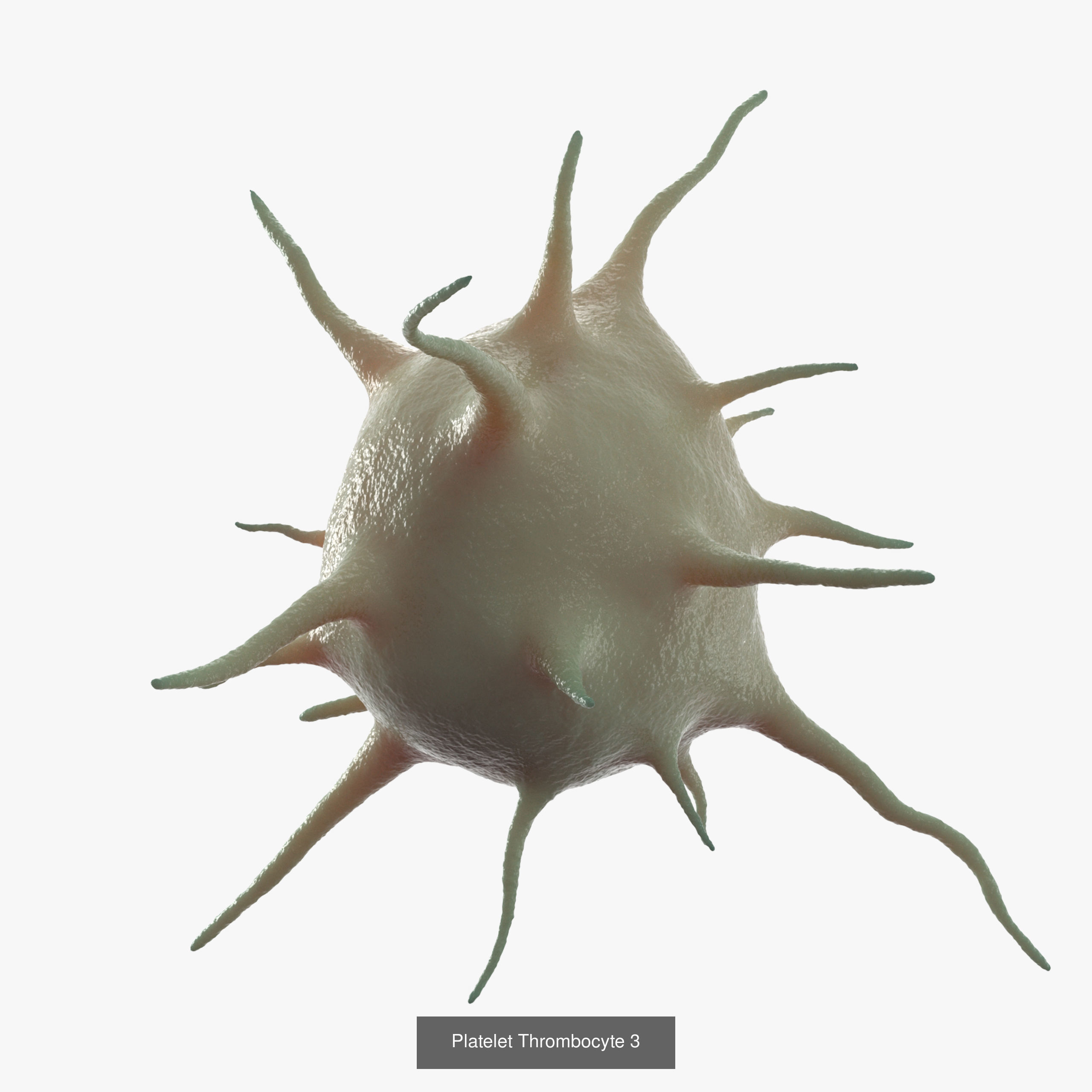 Blood Cells Collection _4