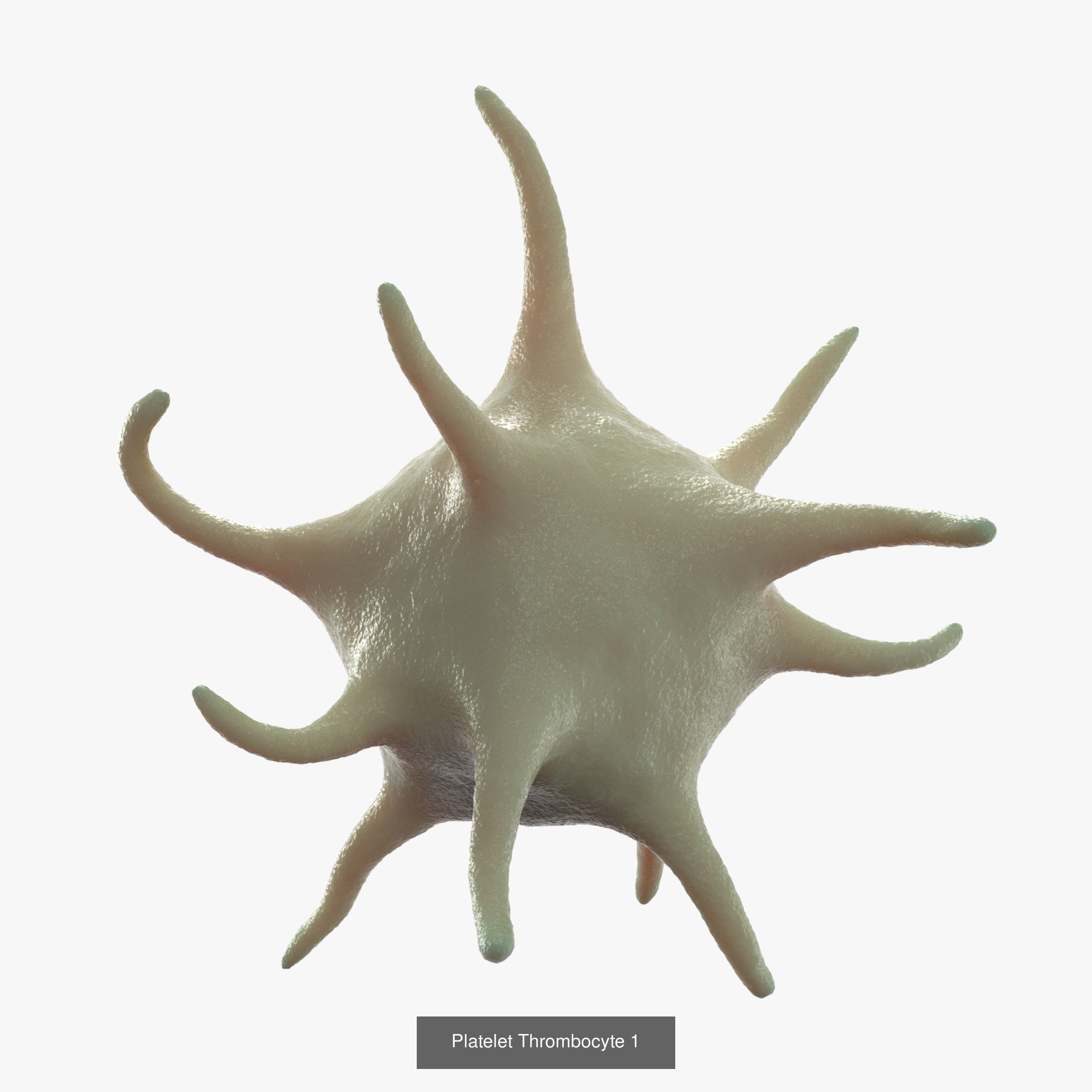 Blood Cells Collection _2