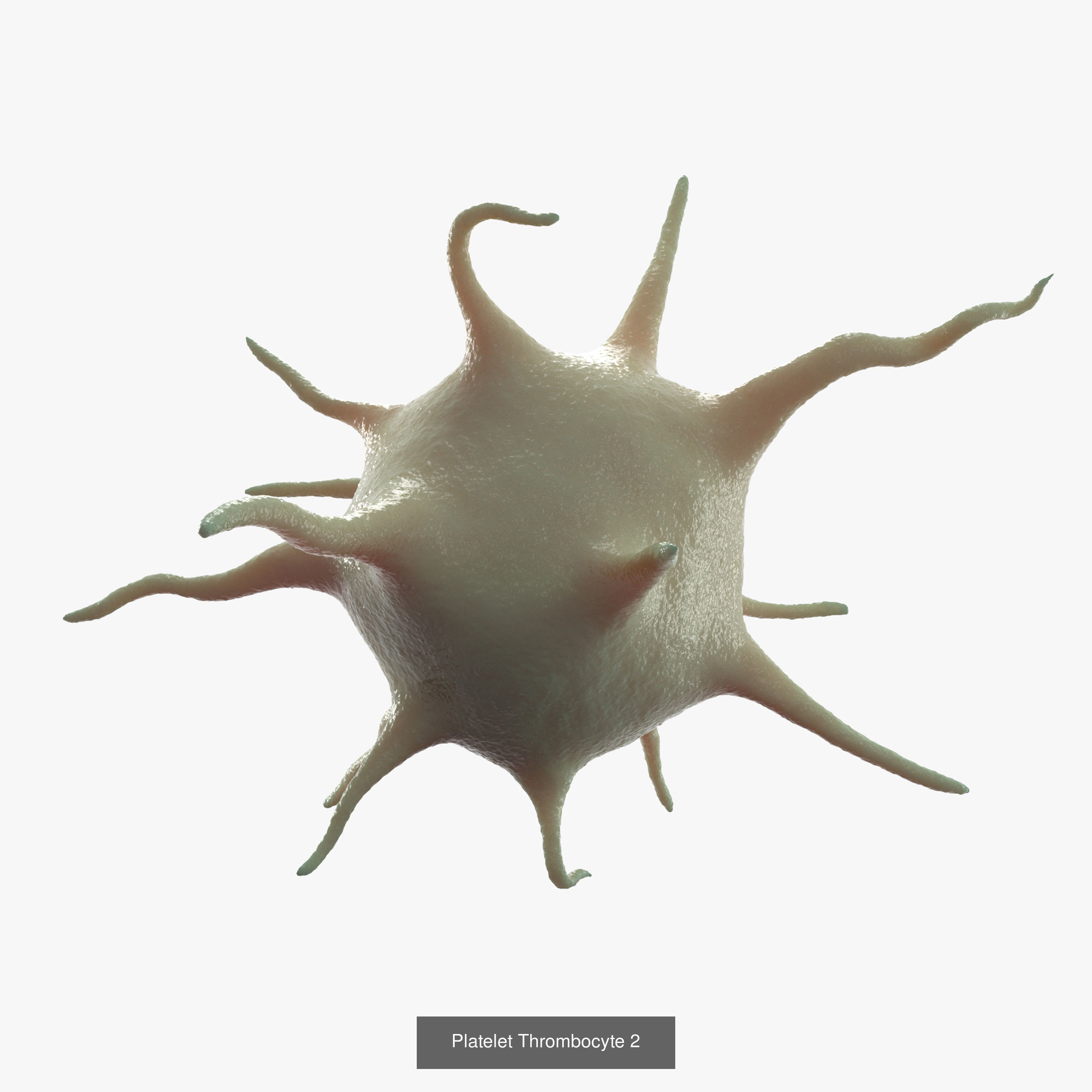 Blood Cells Collection _3