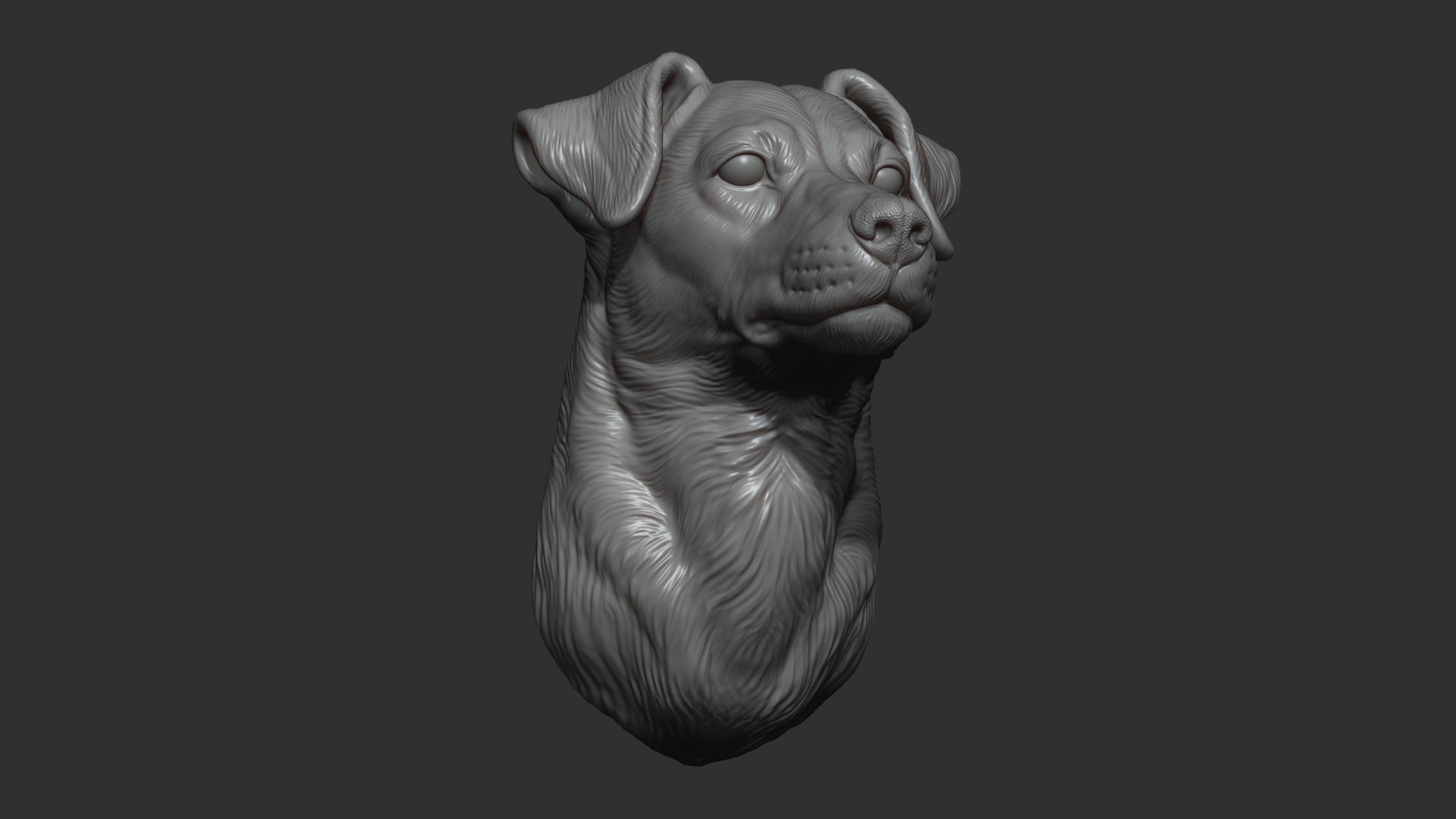 Jack Russell Terrier bust 3D print model_12