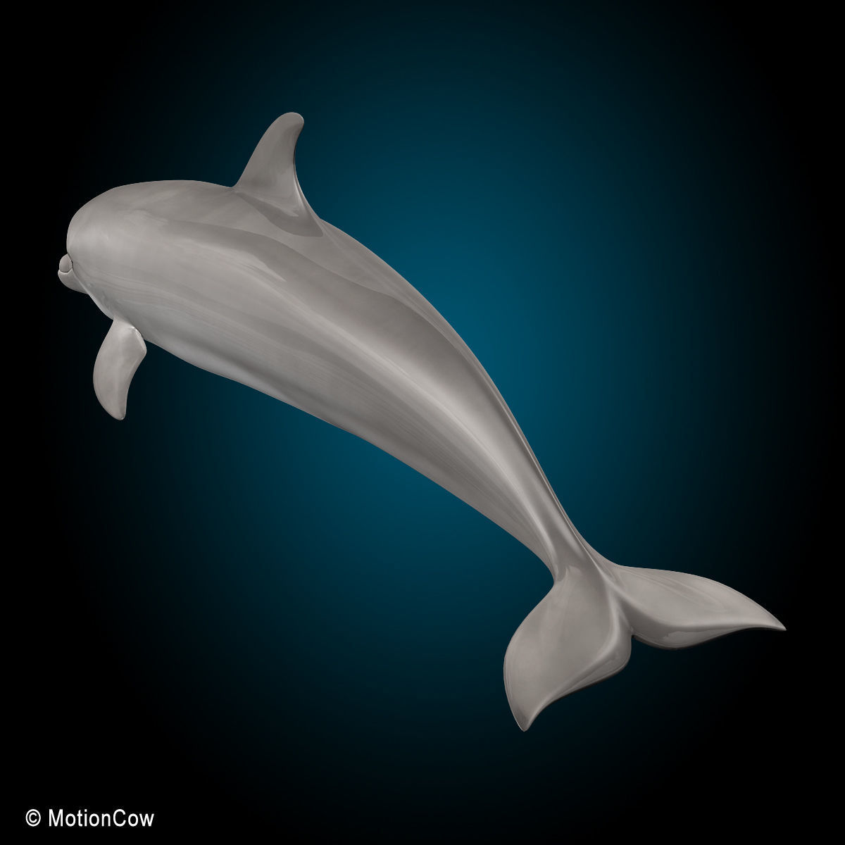 Dolphin Bottlenose V2 3D model_9