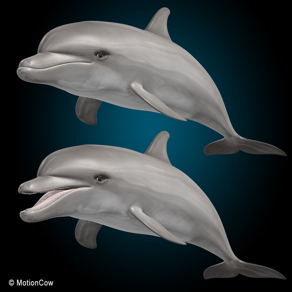 Dolphin Bottlenose V2 3D model_8