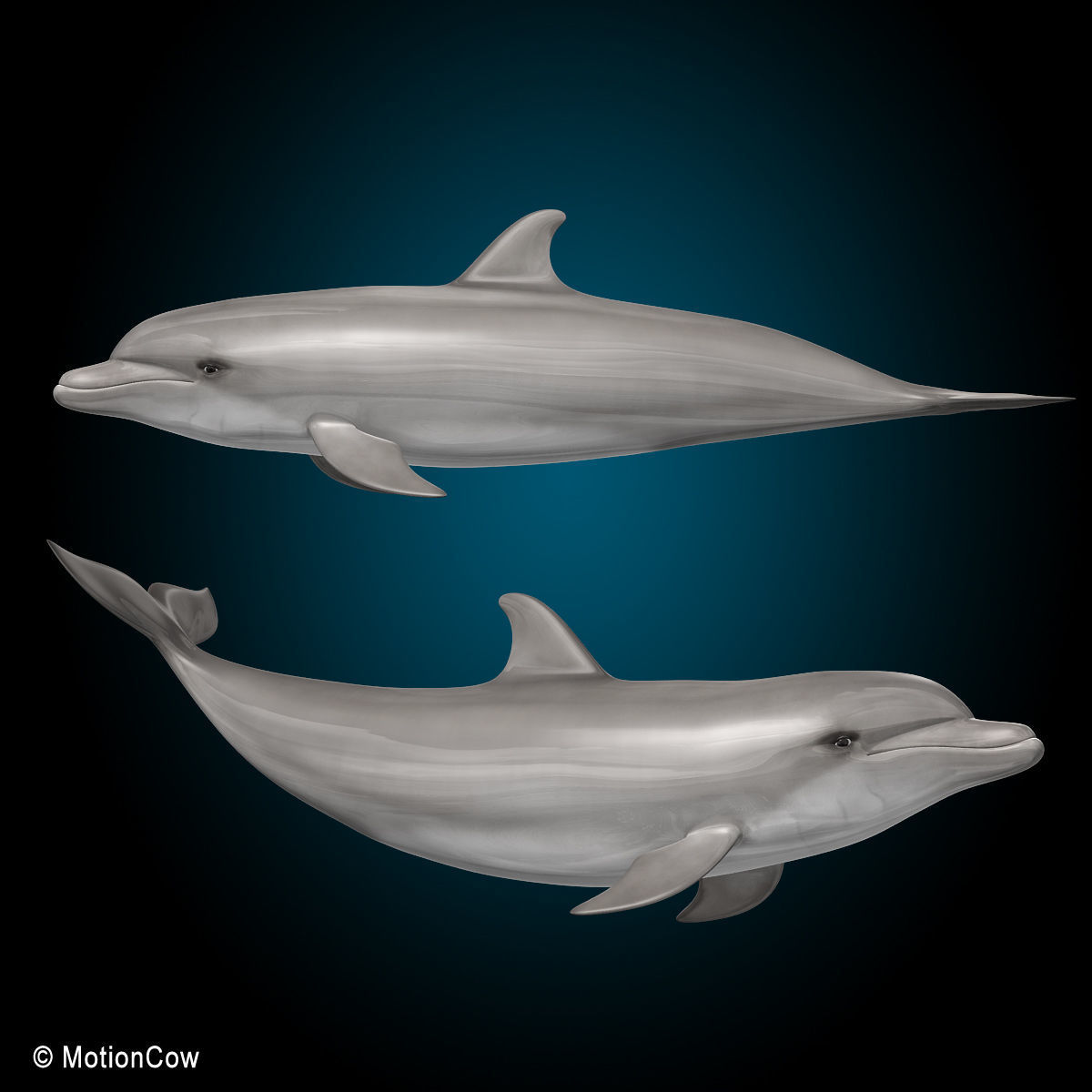 Dolphin Bottlenose V2 3D model_3
