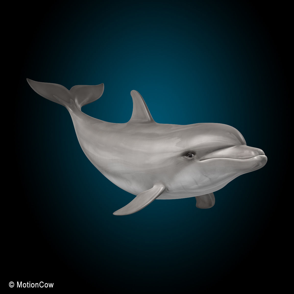 Dolphin Bottlenose V2 3D model_13