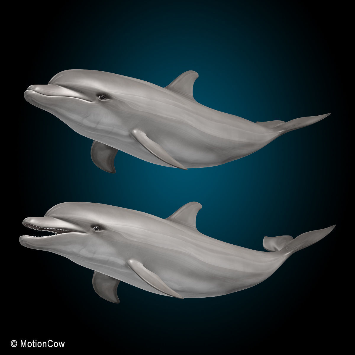 Dolphin Bottlenose V2 3D model_4