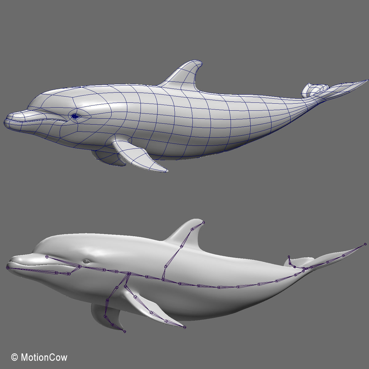 Dolphin Bottlenose V2 3D model_15