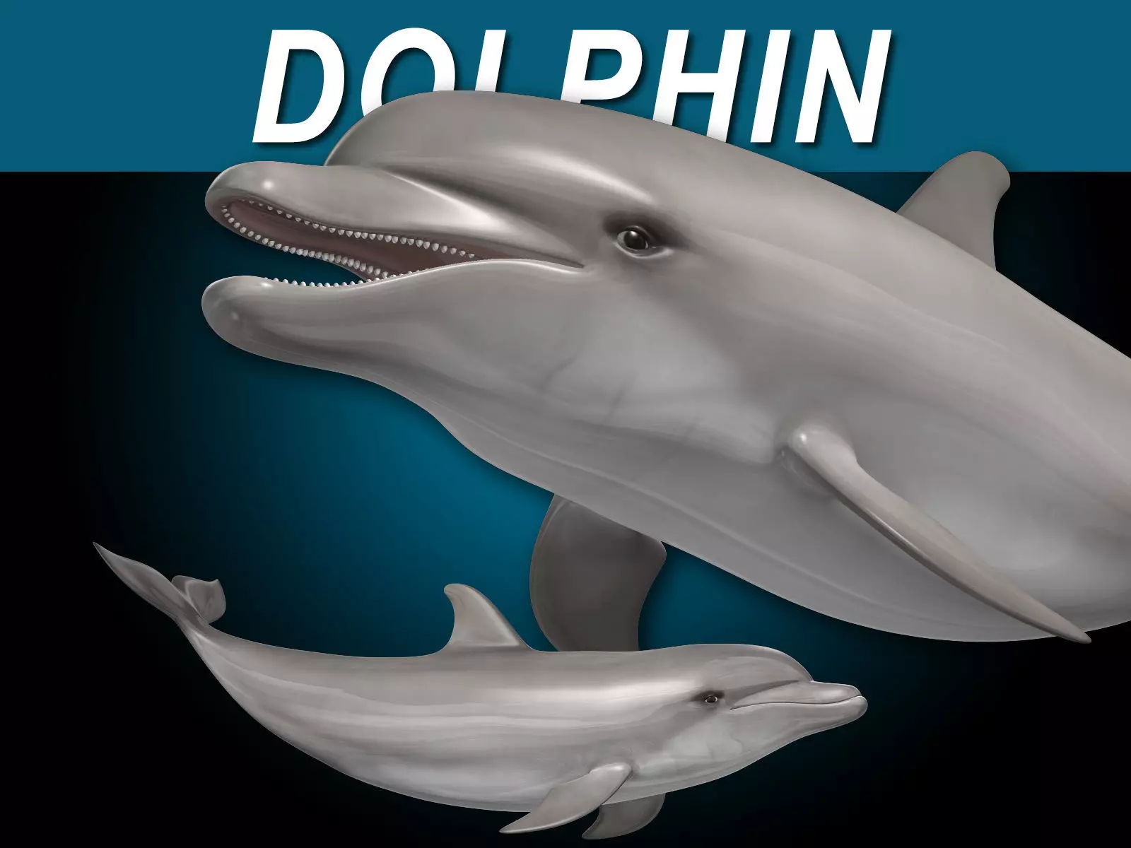 Dolphin Bottlenose V2 3D model_0