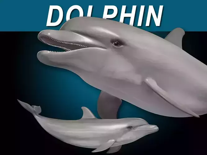 Dolphin Bottlenose V2 3D model