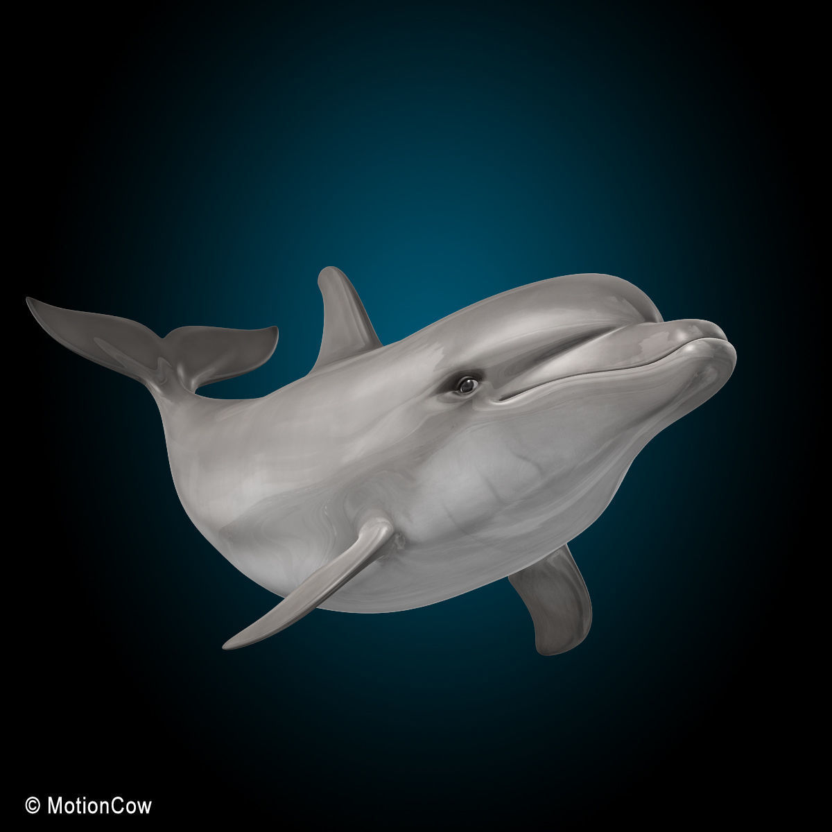 Dolphin Bottlenose V2 3D model_5