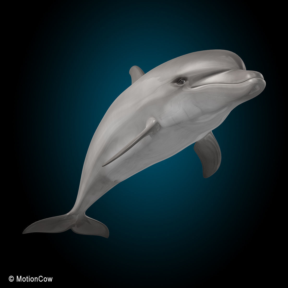 Dolphin Bottlenose V2 3D model_14