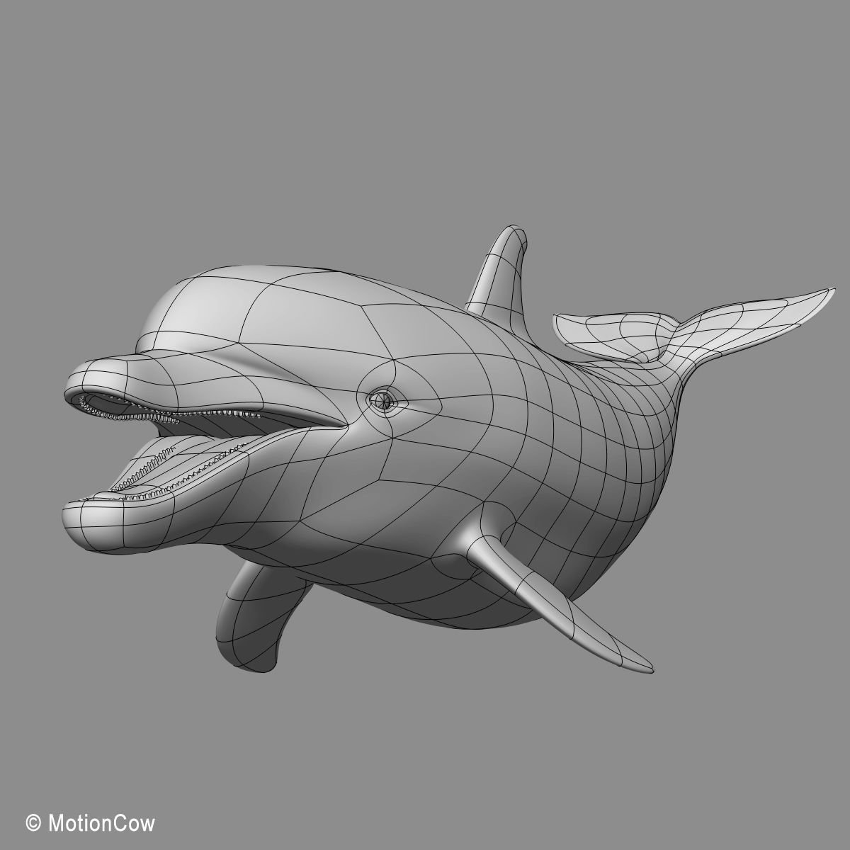 Dolphin Bottlenose V2 3D model_16