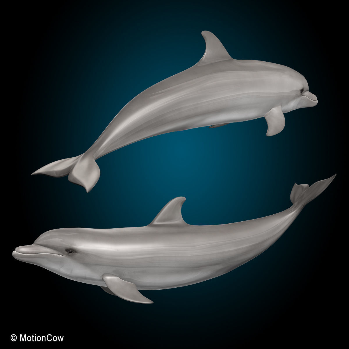 Dolphin Bottlenose V2 3D model_7