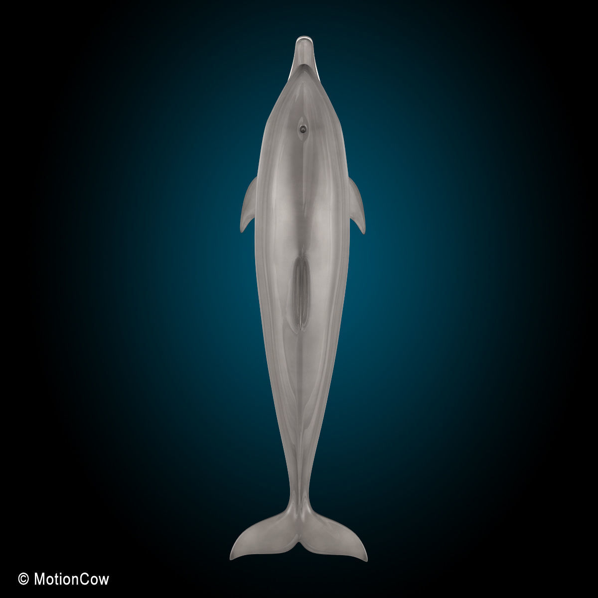 Dolphin Bottlenose V2 3D model_12