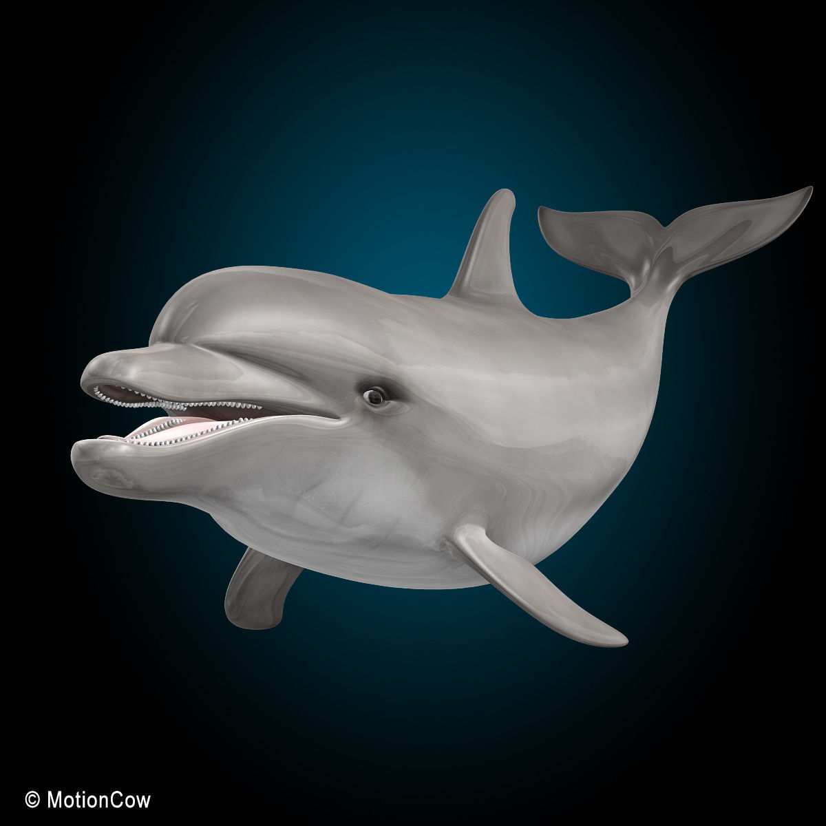 Dolphin Bottlenose V2 3D model_6
