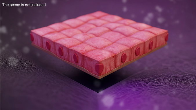 Cuboidal Epithelium