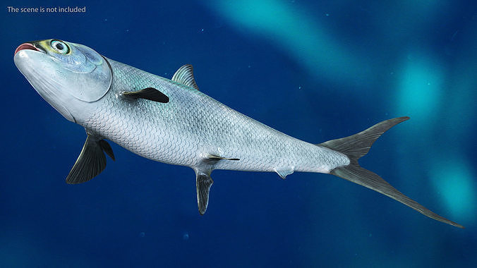 Swimming Milkfish 3D model 4