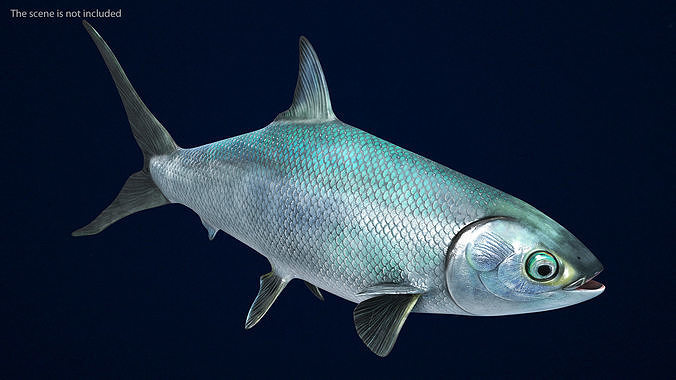 Swimming Milkfish 3D model 6