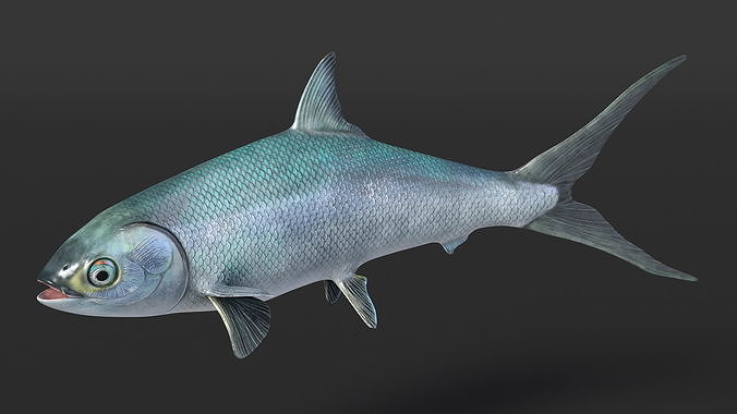 Swimming Milkfish 3D model 7