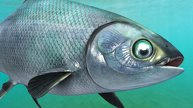 Swimming Milkfish 3D model 5