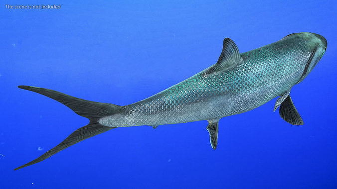 Swimming Milkfish 3D model 3