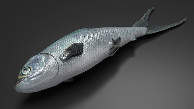 Raw Bangus 3D model 5