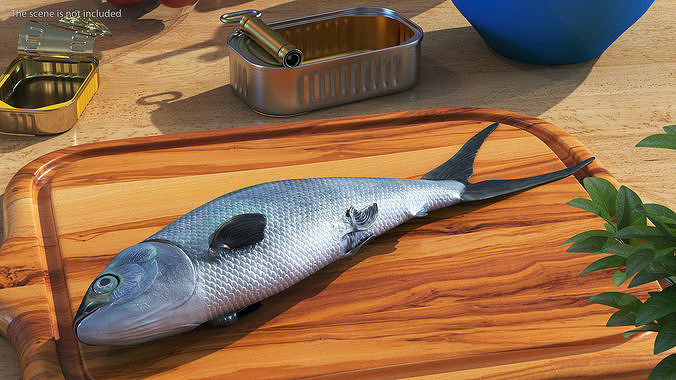 Raw Bangus 3D model