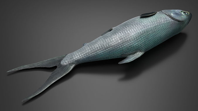 Raw Bangus 3D model 6