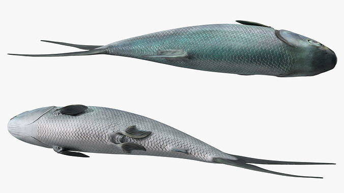 Raw Bangus 3D model 7