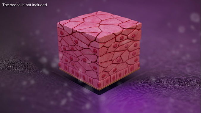 Stratified Epithelium