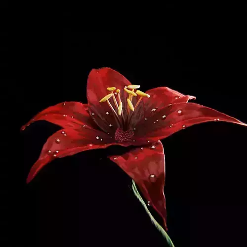 Lilium Flower - Lys