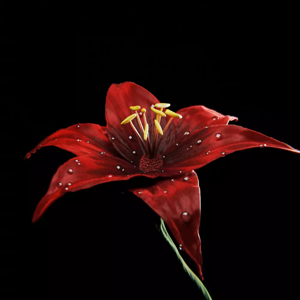 Lilium Flower - Lys 3D model