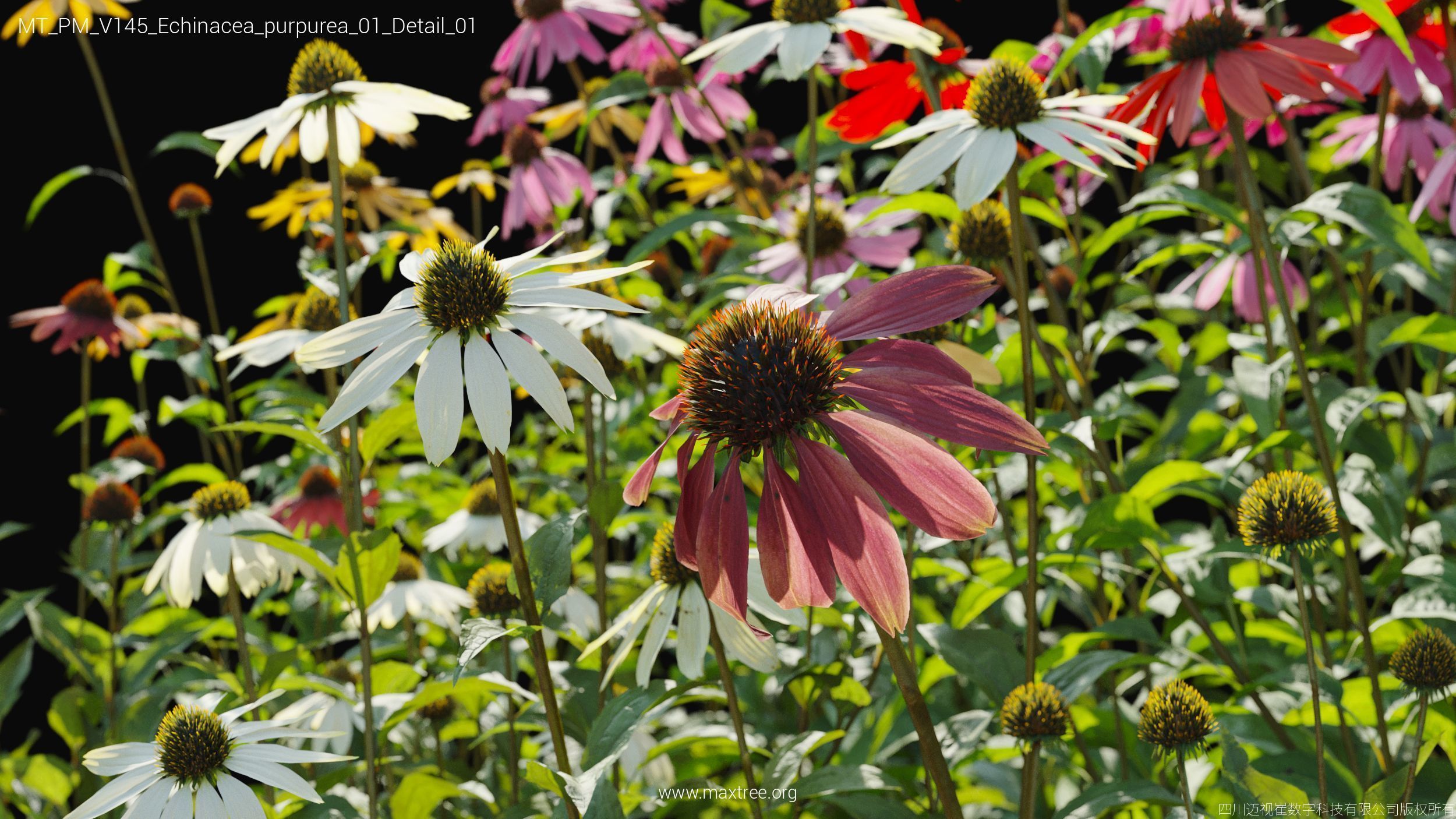 Maxtree Plant Models Vol 145 - Mesh 3D model_13