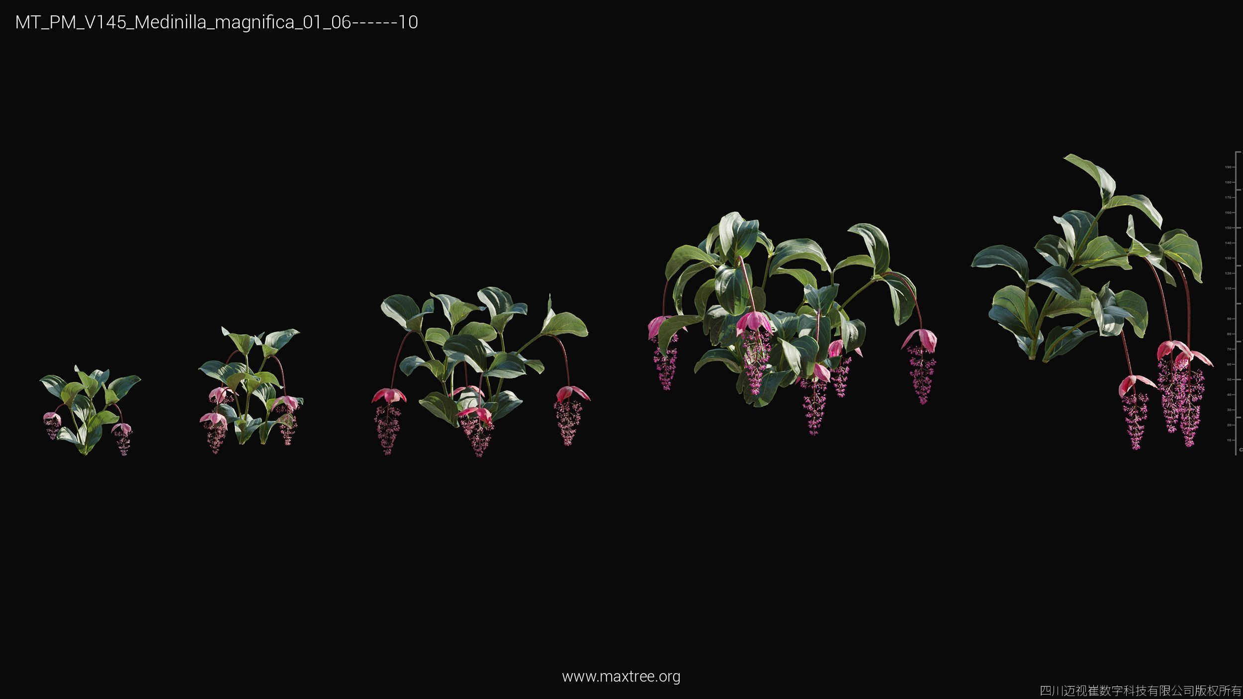 Maxtree Plant Models Vol 145 - Mesh 3D model_36