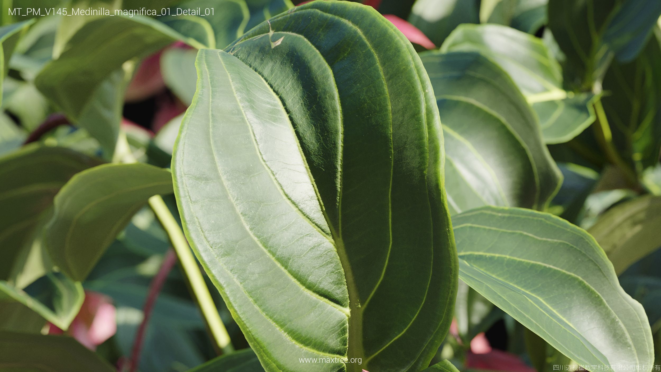 Maxtree Plant Models Vol 145 - Mesh 3D model_38