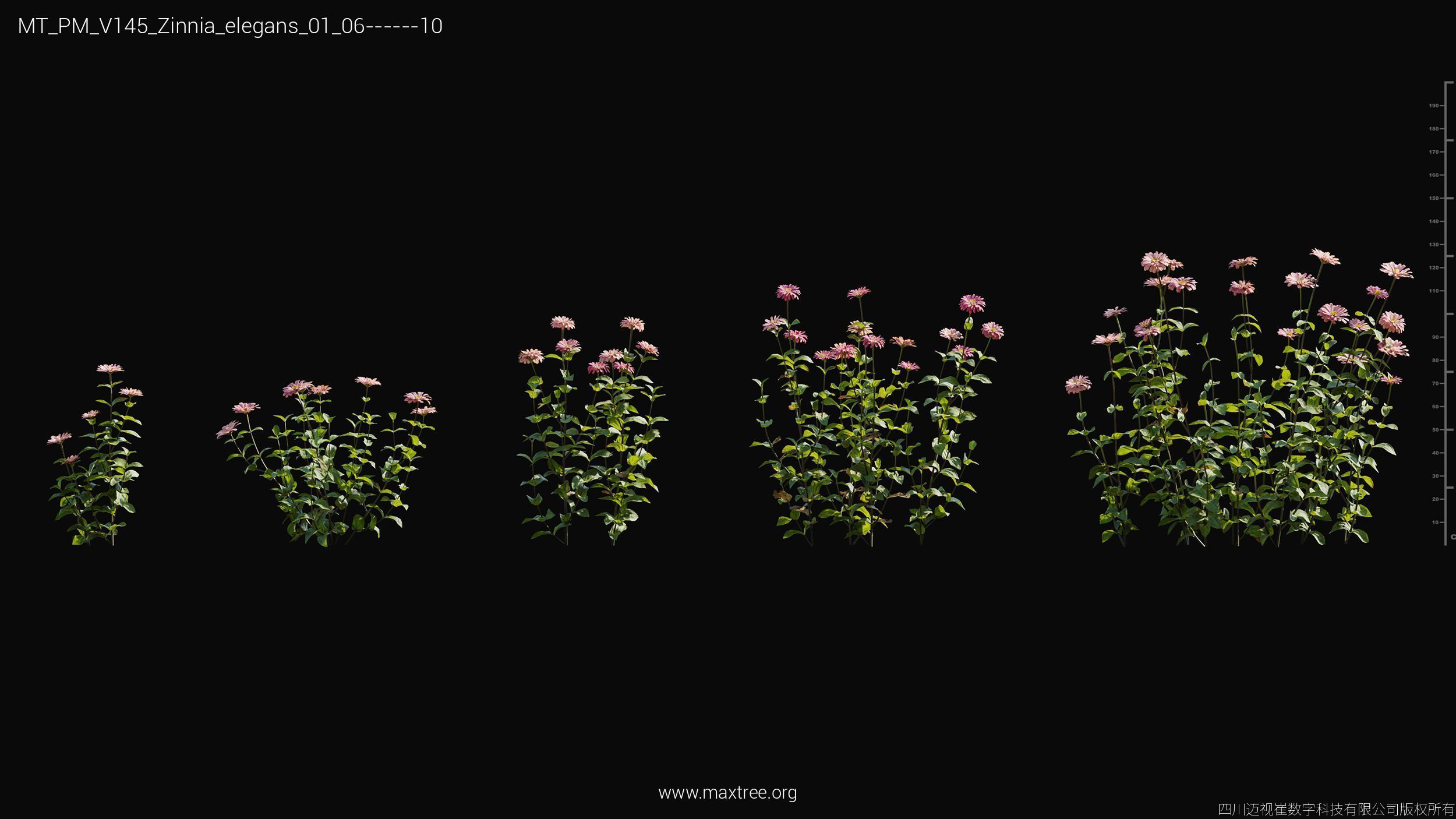 Maxtree Plant Models Vol 145 - Mesh 3D model_61