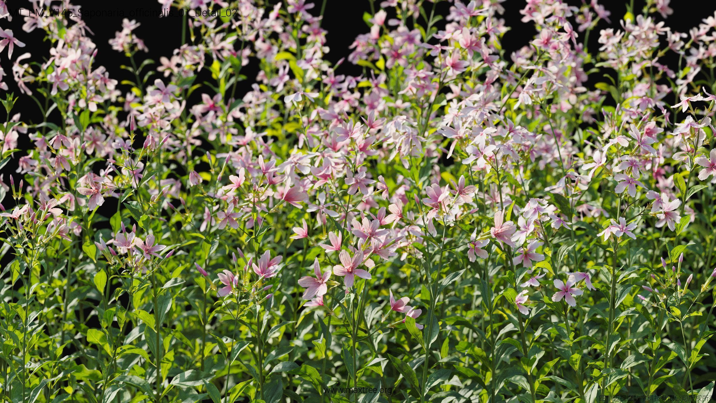 Maxtree Plant Models Vol 145 - Mesh 3D model_44