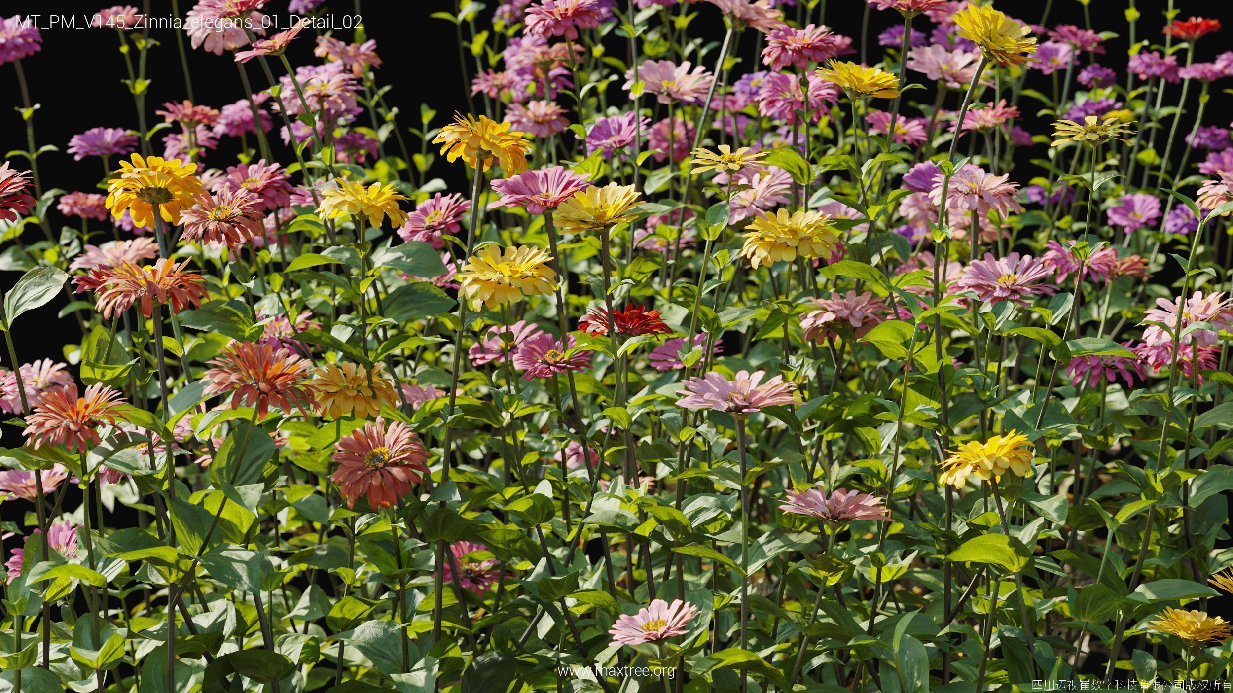 Maxtree Plant Models Vol 145 - Mesh 3D model_64