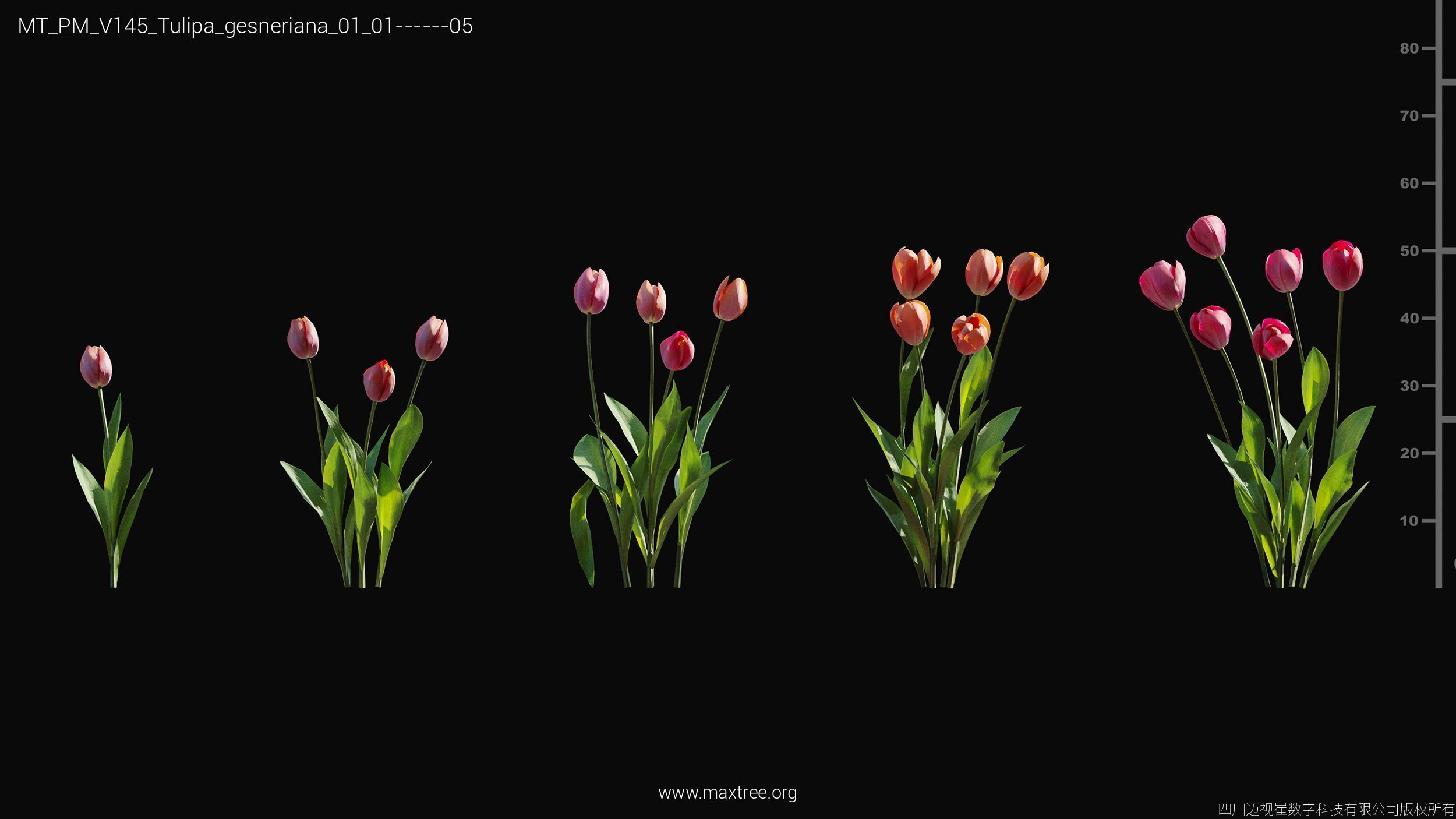 Maxtree Plant Models Vol 145 - Mesh 3D model_50