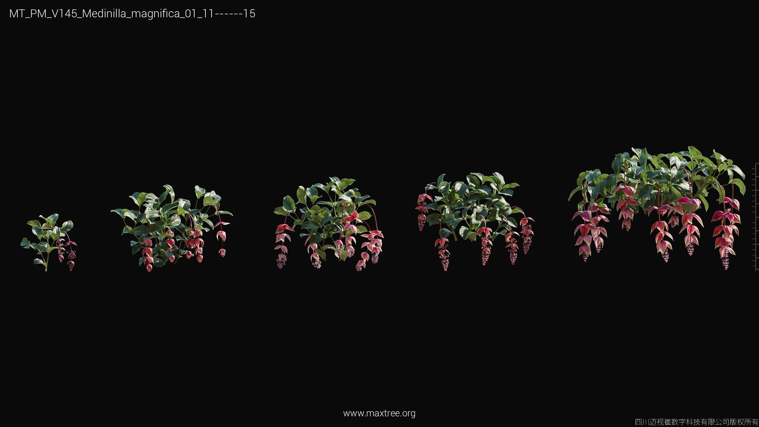 Maxtree Plant Models Vol 145 - Mesh 3D model_37