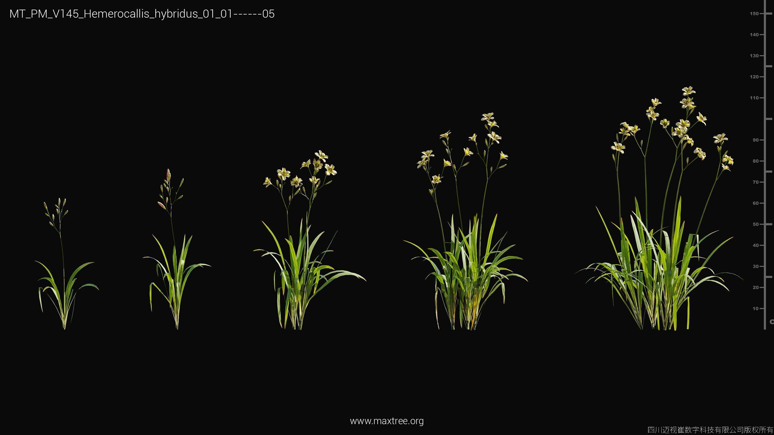 Maxtree Plant Models Vol 145 - Mesh 3D model_30