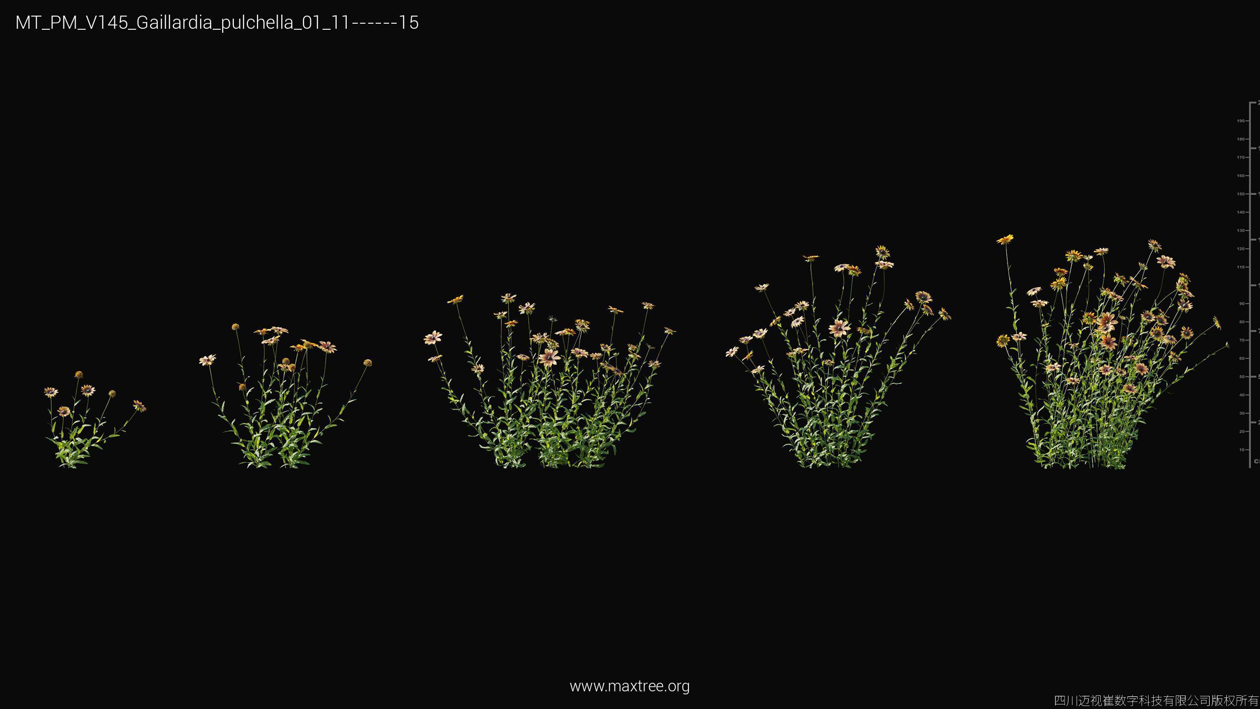 Maxtree Plant Models Vol 145 - Mesh 3D model_17