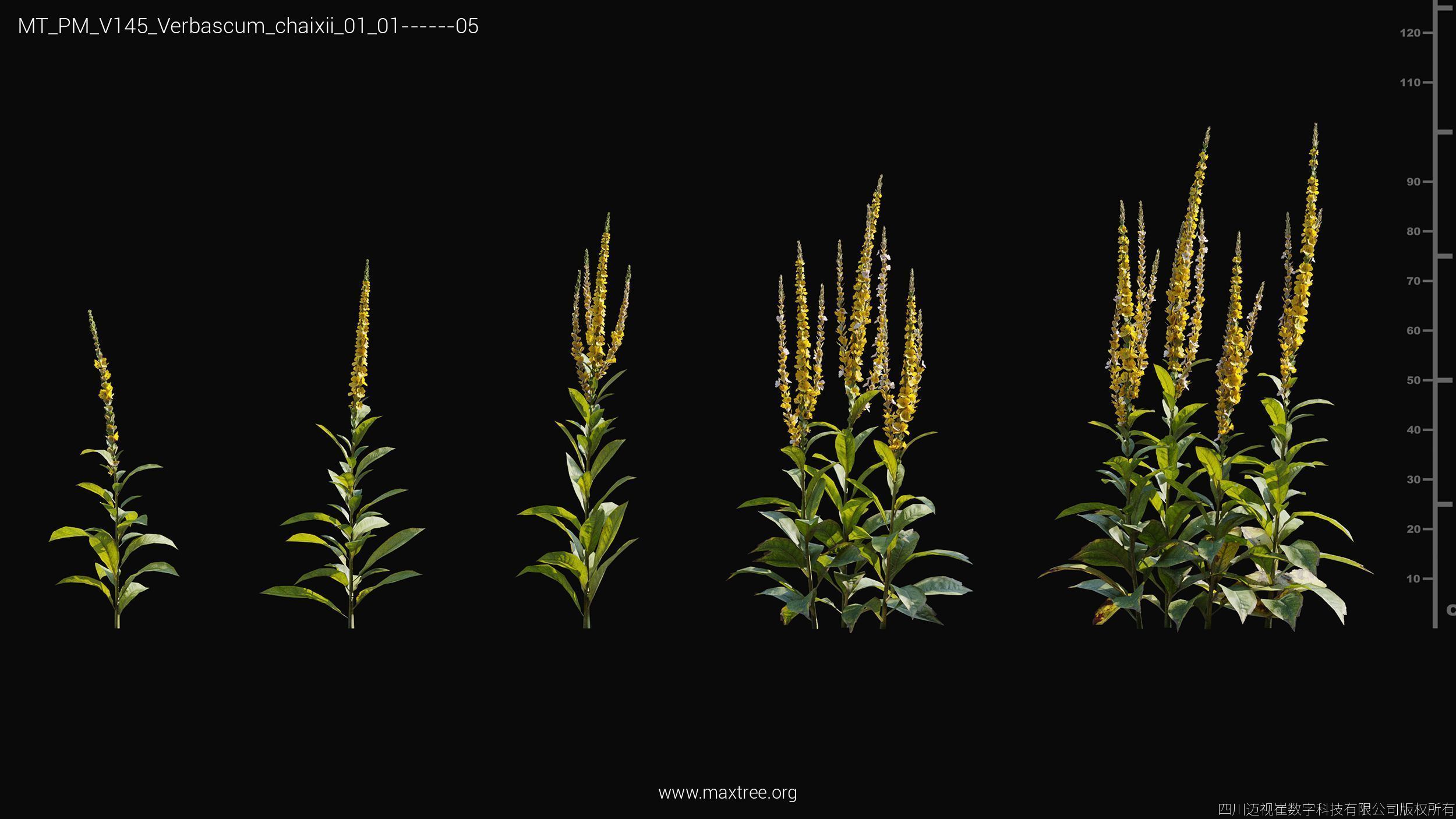 Maxtree Plant Models Vol 145 - Mesh 3D model_55