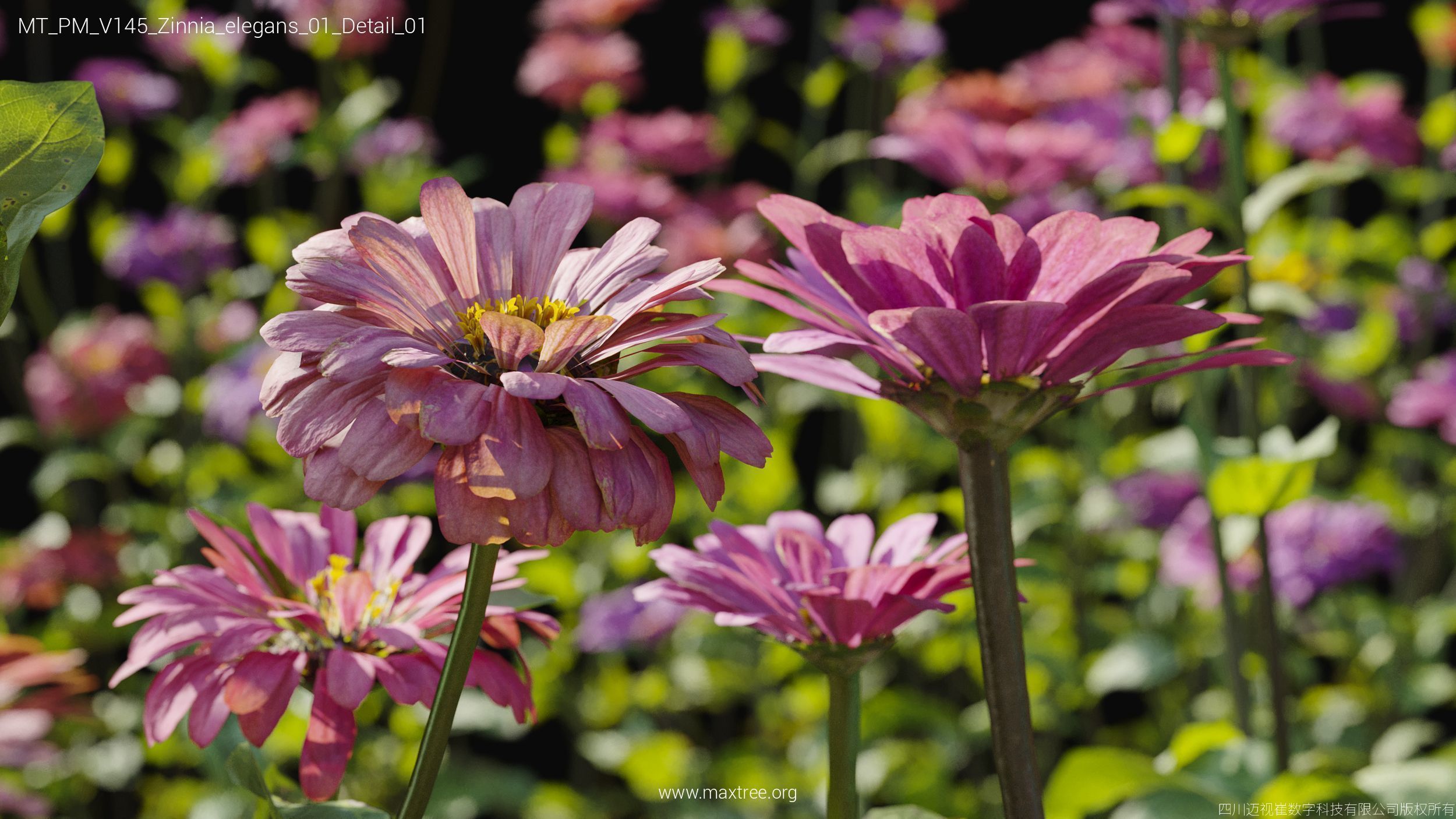 Maxtree Plant Models Vol 145 - Mesh 3D model_63