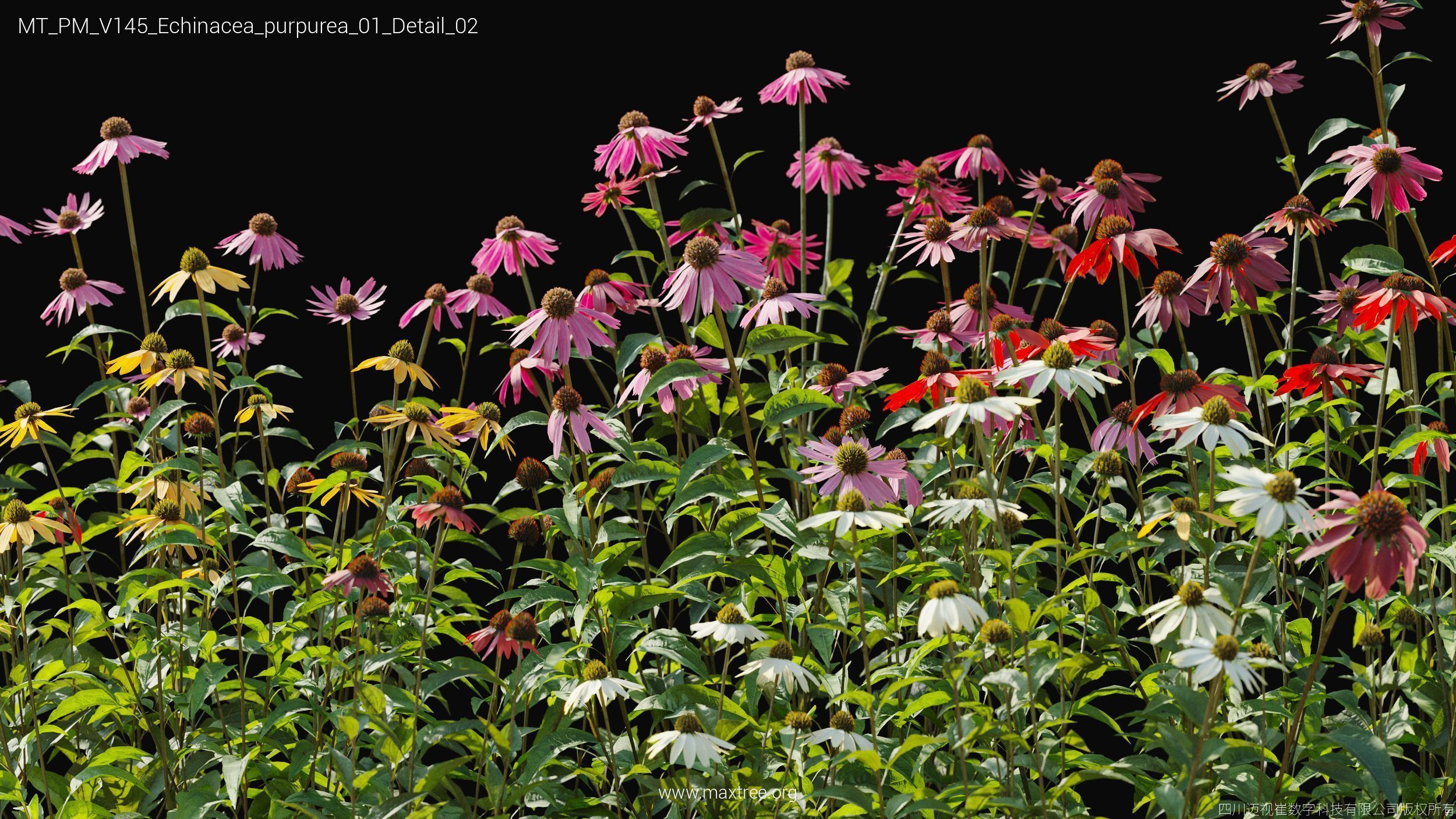 Maxtree Plant Models Vol 145 - Mesh 3D model_14