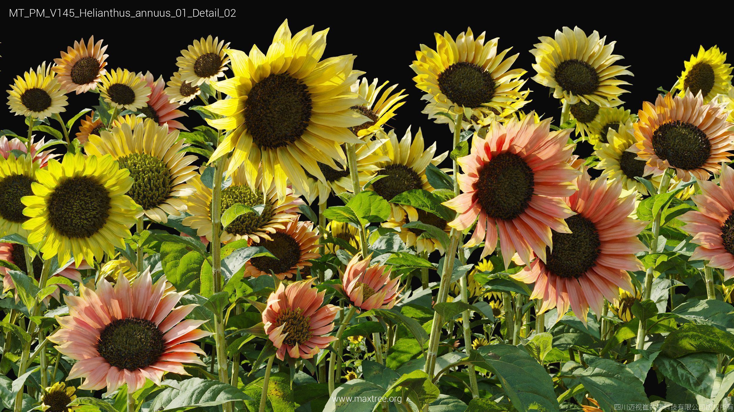 Maxtree Plant Models Vol 145 - Mesh 3D model_29