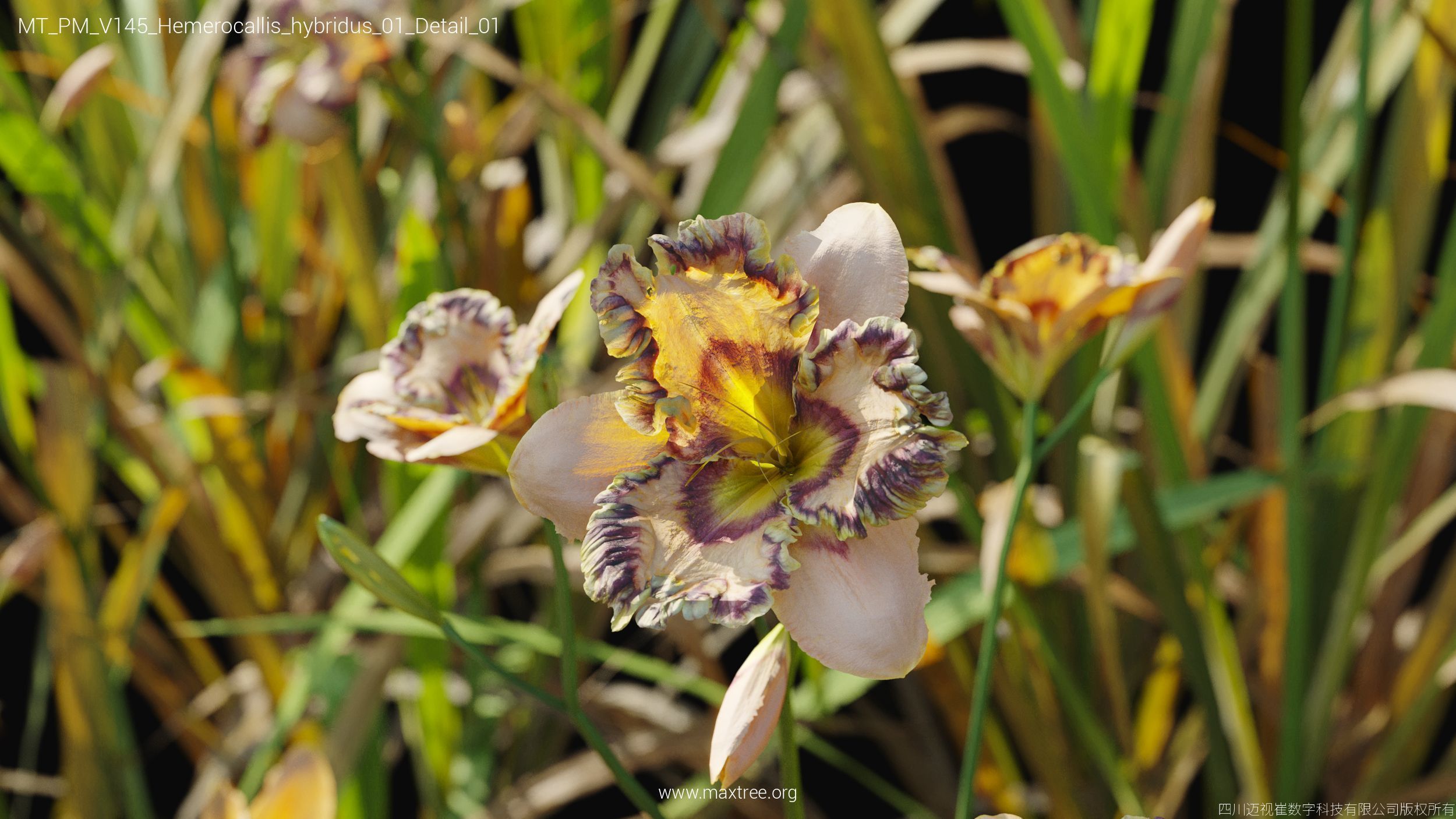 Maxtree Plant Models Vol 145 - Mesh 3D model_33