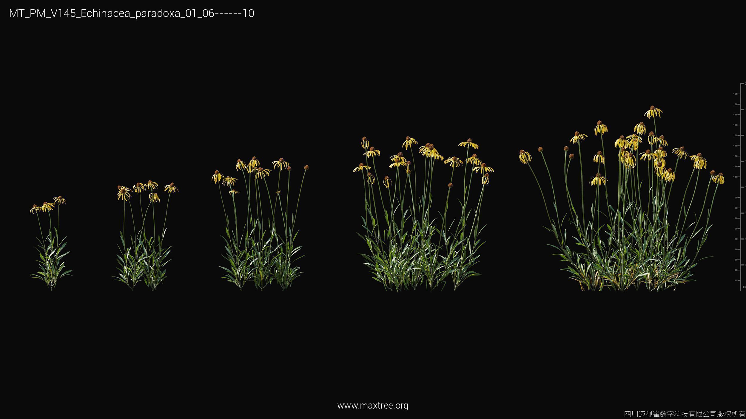 Maxtree Plant Models Vol 145 - Mesh 3D model_6